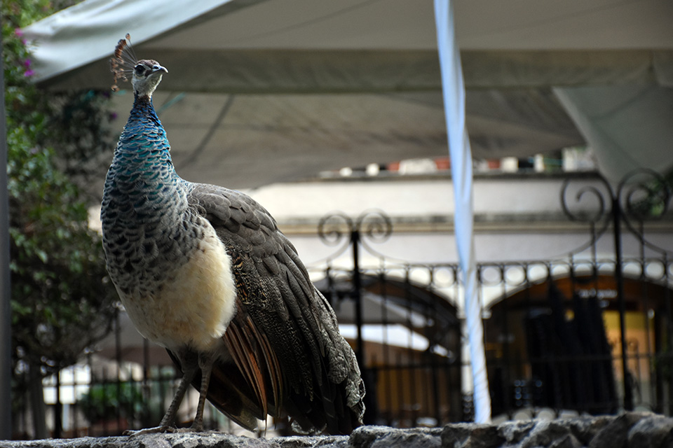Museo Dolores Olmedo